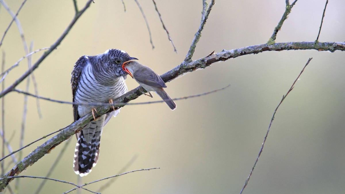 Raffinessen der Natur: Warum der Kuckuck seine Eier färbt – und was das mit Genen zu tun hat Raffinessen der Natur: Warum der Kuckuck seine Eier färbt – und was das mit Genen zu tun hat