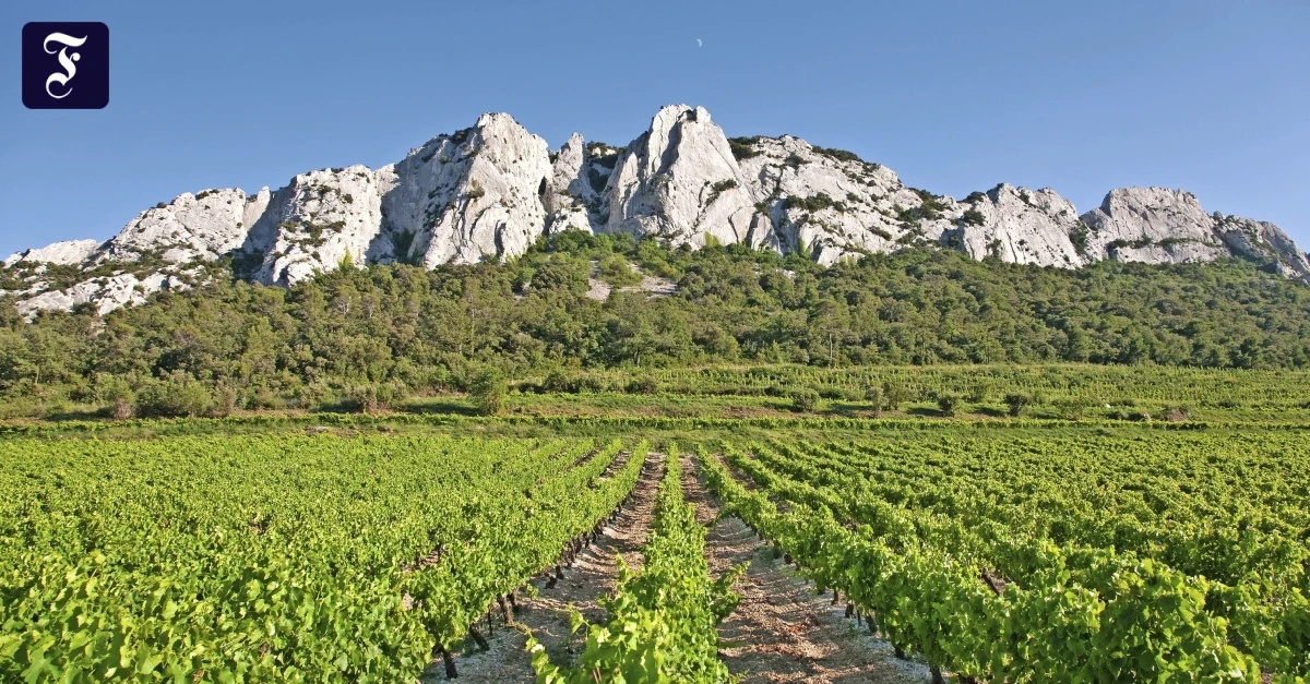 Frankreichs-sch-ner-S-den-Wie-sich-eine-deutsche-Winzerin-in-der-Provence-durchgesetzt-hat