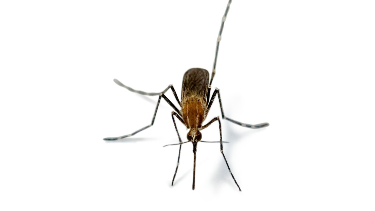 Ringelmücken-Alarm: Wird Island jetzt von Steckmücken erobert?