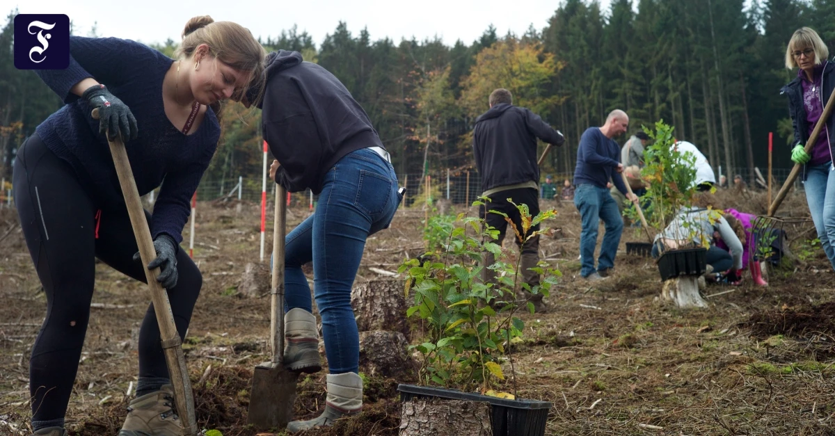 Kipppunkt – F.A.Z.-Klimablog: COP30: Länder lassen sich ihre Waldpläne gutschreiben
