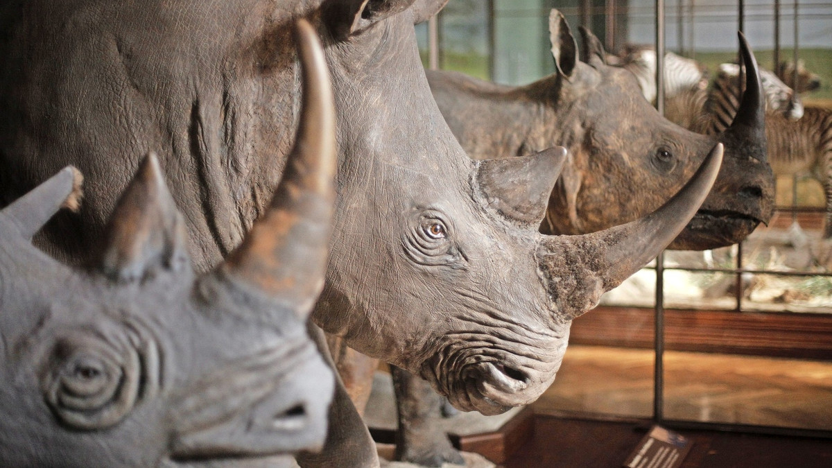 Gentechnik: Ein bisschen Jurassic Park für die Artenvielfalt