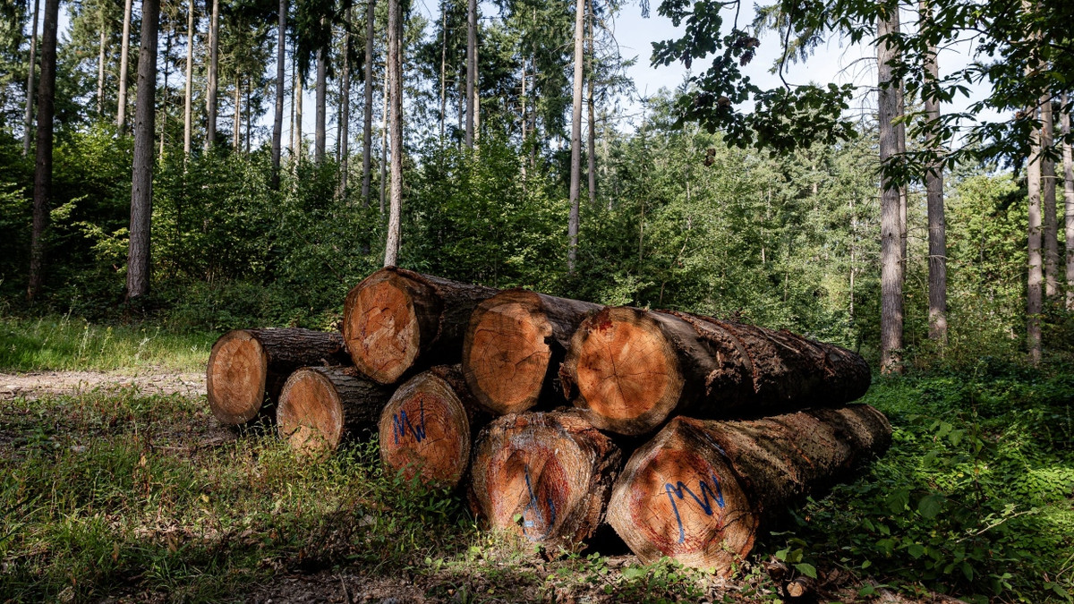 Investments für Privatanleger: Warum die Geldanlage in den Wald auf sich warten lässt