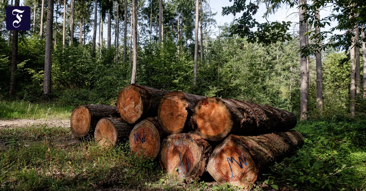 Investments-f-r-Privatanleger-Warum-die-Geldanlage-in-den-Wald-auf-sich-warten-l-sst