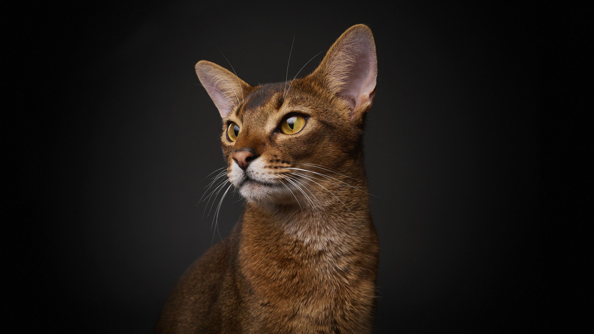 Tier vom Auto angefahren: Eintracht-Spieler Batshuayi trauert um seine Katze