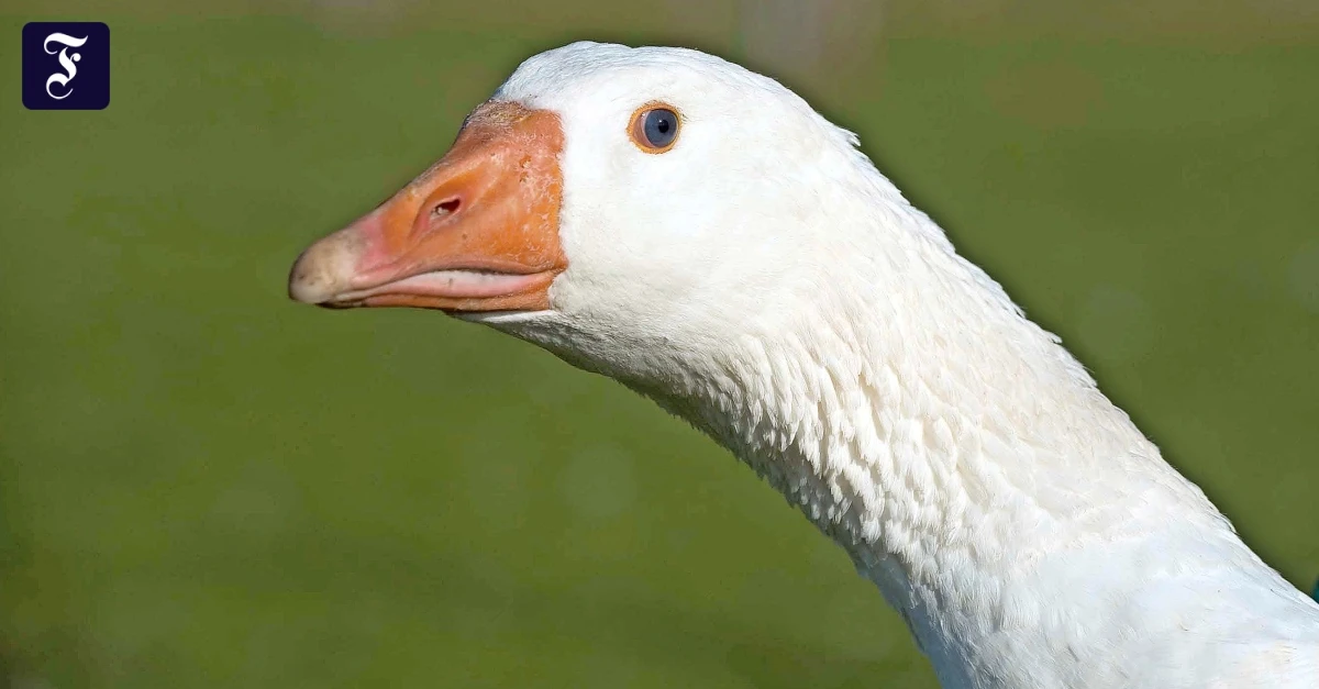 Am-11-November-ist-Martinstag-Die-Gans-ist-ein-Familientier