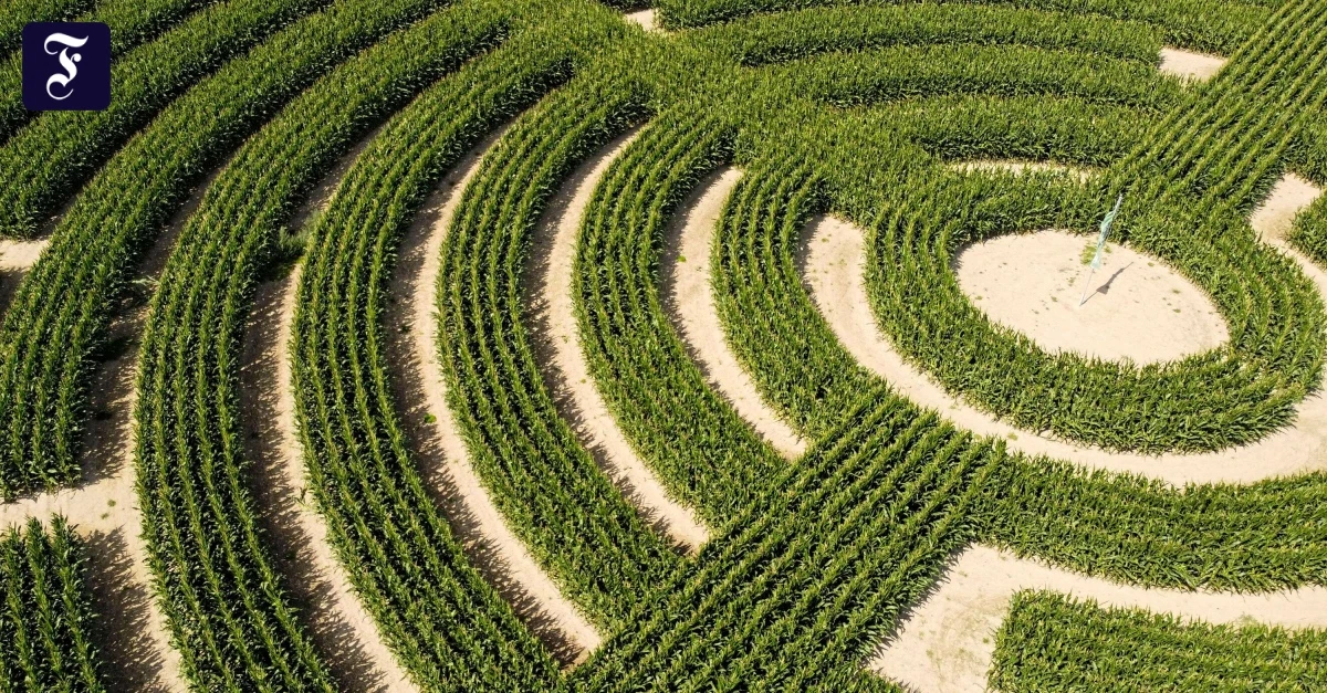 Jugendbuch von Jenny Valentine: So ungeheuer wertvoll ist es, das bloße Sein!