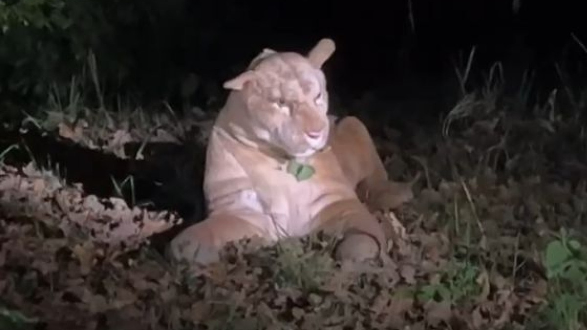 Vermeintlicher Puma entpuppt sich als Kuscheltier. - Polizeipräsidium Frankfurt am Main