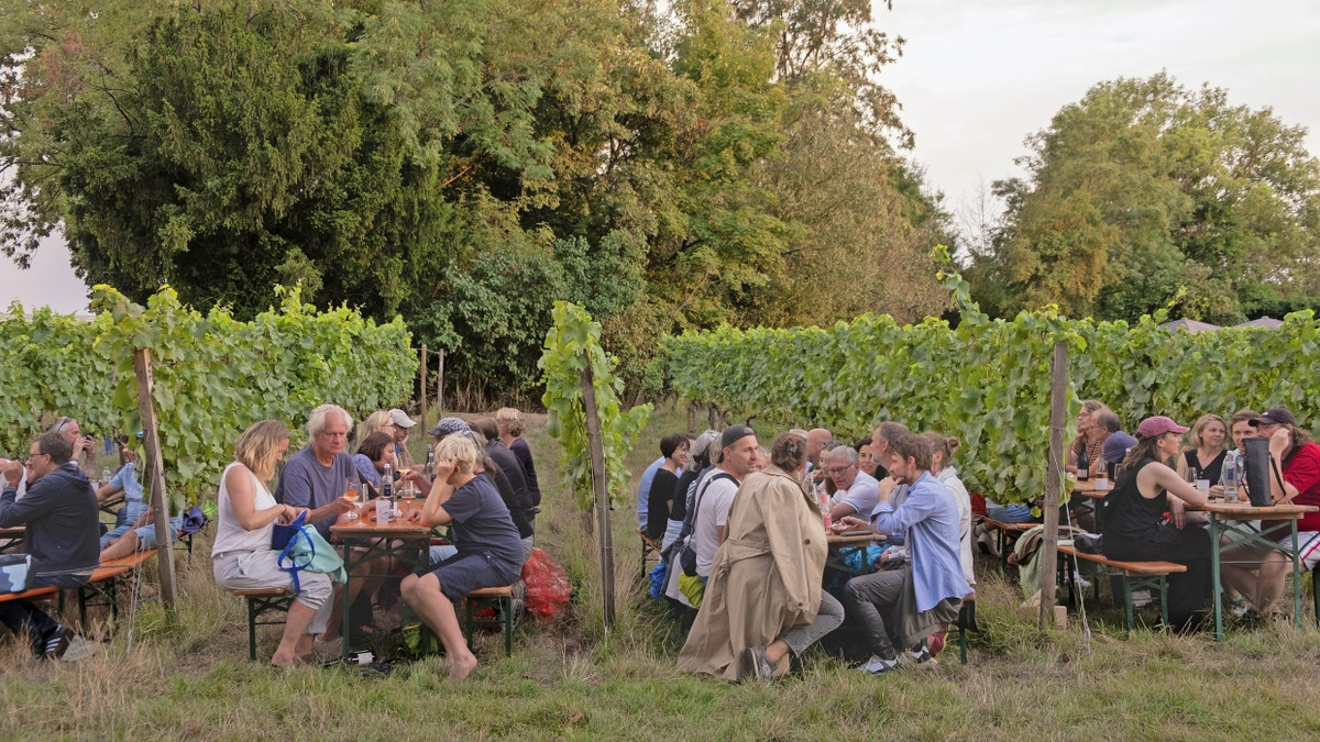 Beliebtes Heimspiel: Gäste beim Musikfestival auf dem Weingut Knyphausen in Eltville - Jannis Schubert