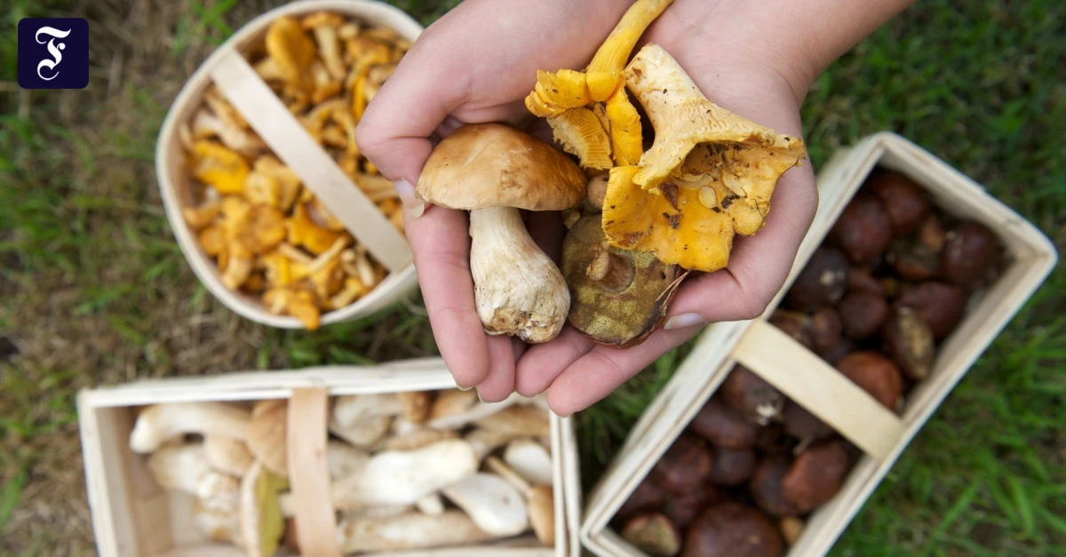 Ein-Selbstversuch-Lohnt-sich-f-r-Laien-das-Pilzesammeln-im-Wald-