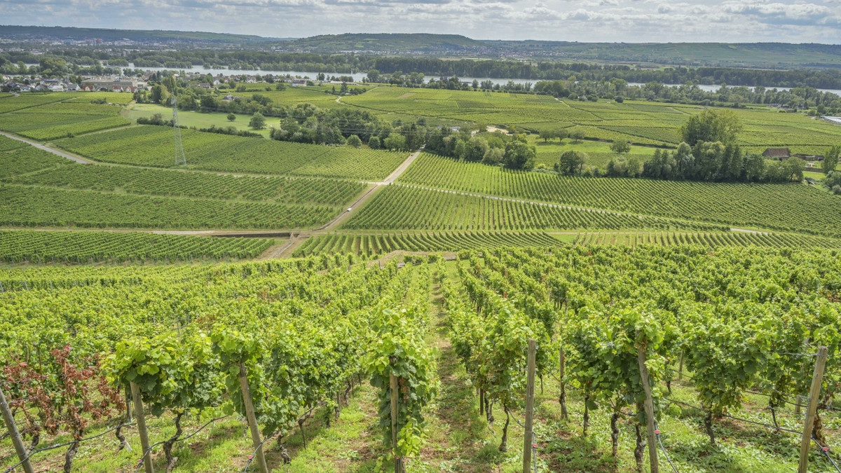 Solveigs Pinot Noir: „Wir setzen nach wie vor auf vollreife Trauben“ Solveigs Pinot Noir: „Wir setzen nach wie vor auf vollreife Trauben“