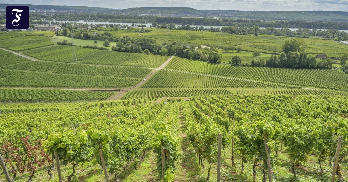 Solveigs Pinot Noir: „Wir setzen nach wie vor auf vollreife Trauben“