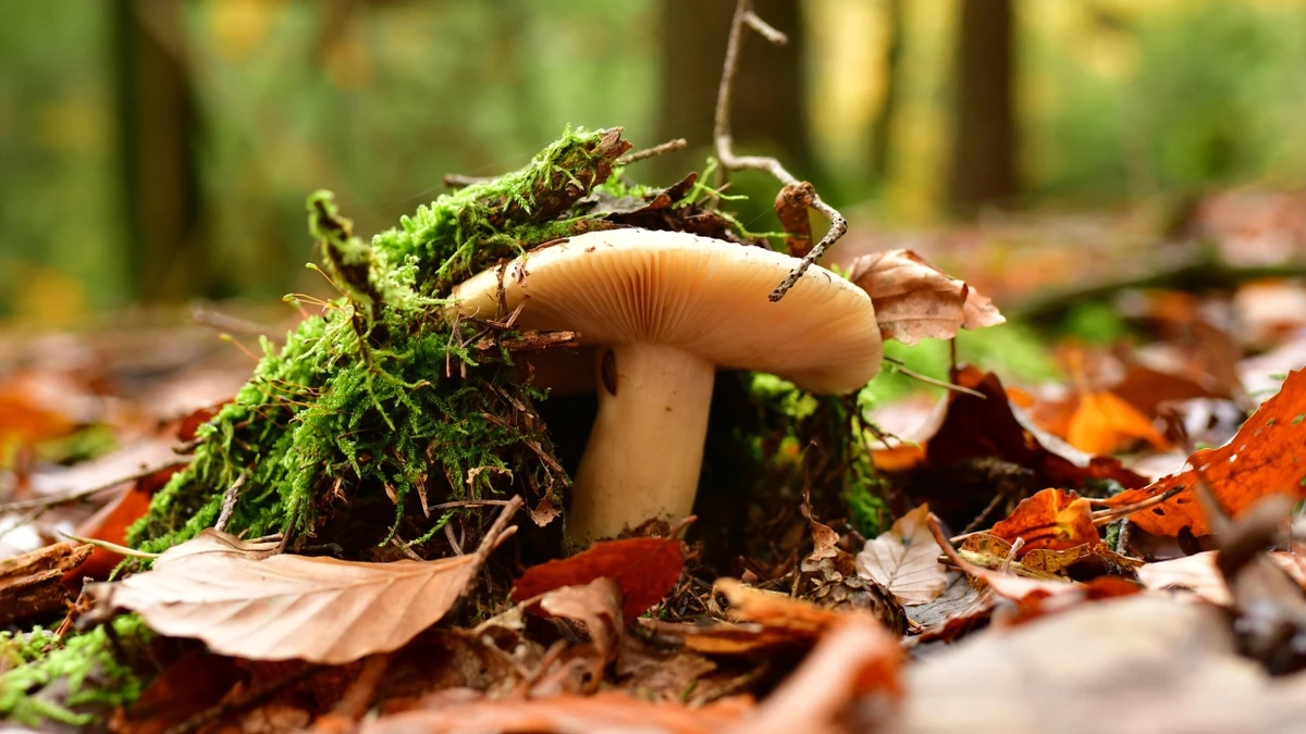 Gefährlich: ein Grüner Knollenblätterpilz im Odenwald - Picture Alliance