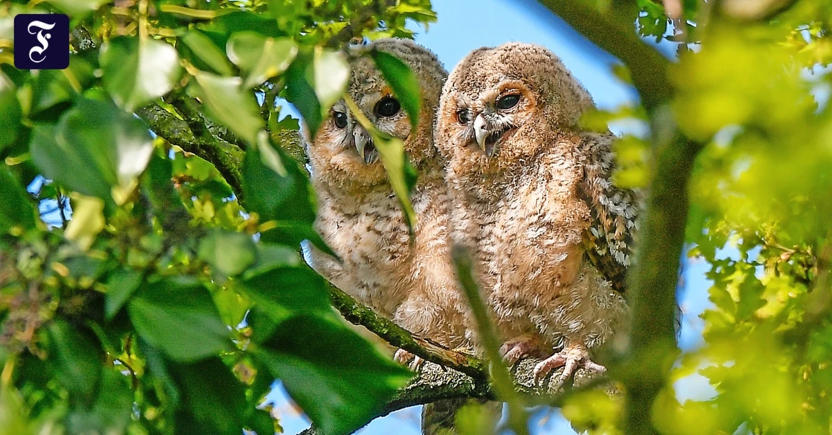 Urban-Birding-Die-gro-e-Piep-Show