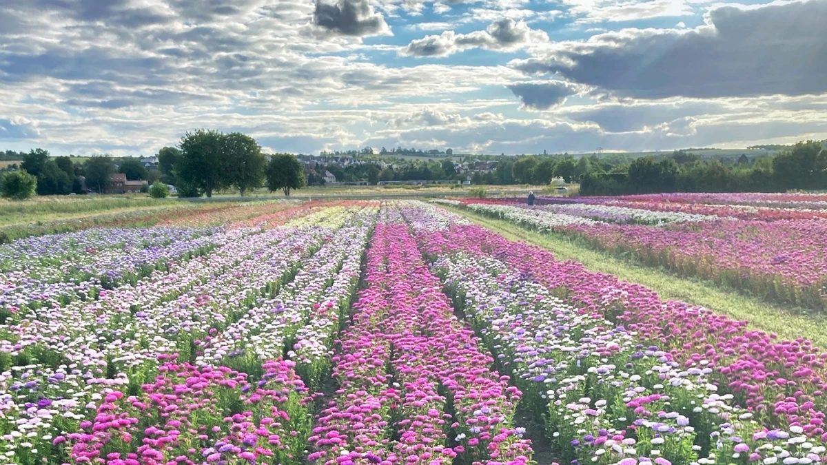 Sommerastern, so weit das Auge reicht. Im Osten Deutschlands gehörten sie wie die Zuckertüte zum ersten Schultag. - Jens Haentzschel