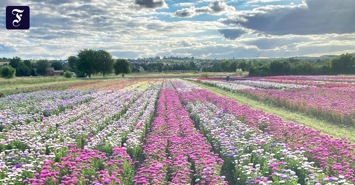 Astern sind die heimlichen Stars der Blumenstadt Erfurt