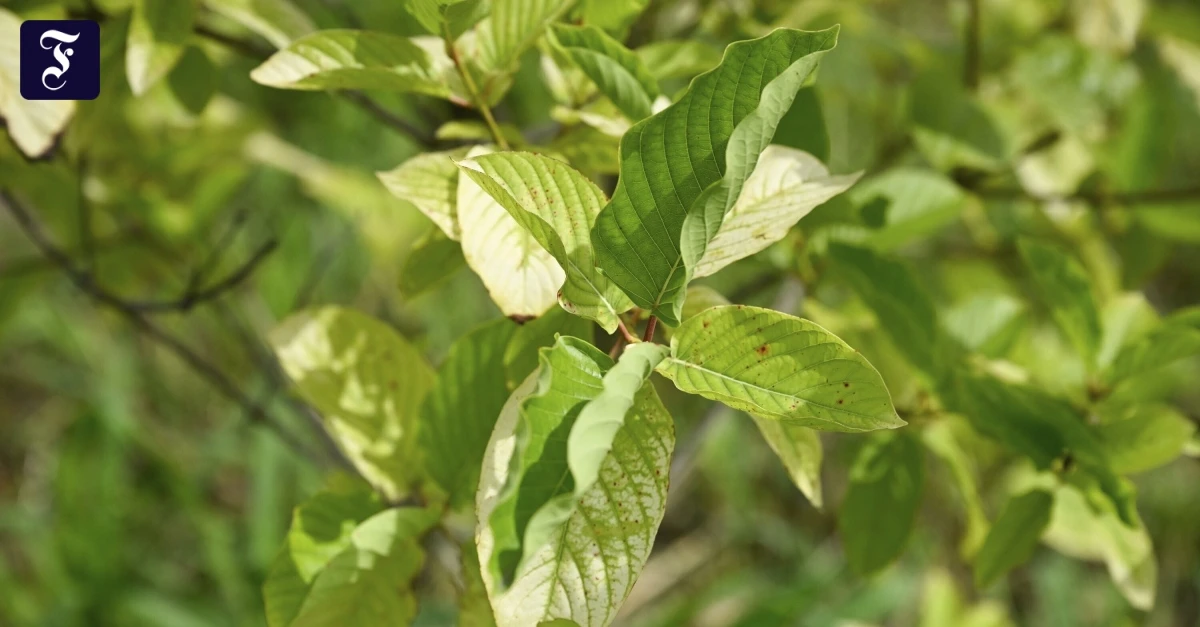 Botanik-Kolumne-Wie-gef-hrlich-ist-Kratom-