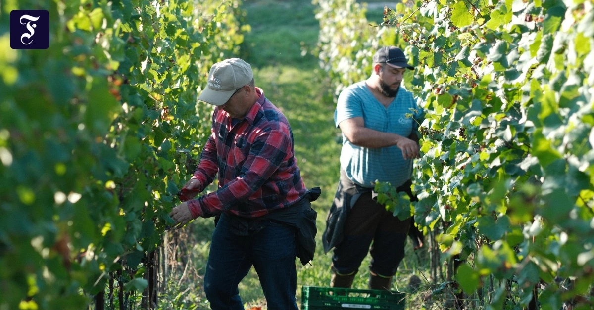 Weingut Heitlinger: Elegante Burgunder aus dem Kraichgau