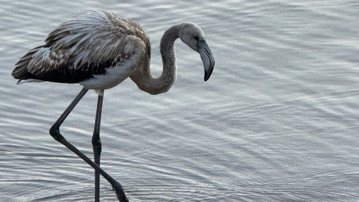 Ein Flamingo hat am Titisee im Schwarzwald überraschend Halt gemacht. - dpa