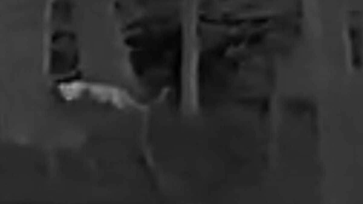 Rheinland-Pfalz: Ist mutmaßliche Großkatze eine entlaufene Hauskatze?