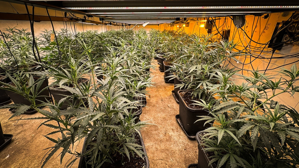 Den Schwarzmarkt ausgetrocknet? Die Polizei in Kamen hebt am 9. September 2025 eine stattliche Cannabis-Plantage aus. - dpa