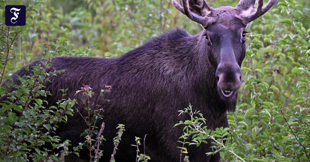 Sichtungen-im-Osten-Kommt-der-Elch-zur-ck-nach-Deutschland-