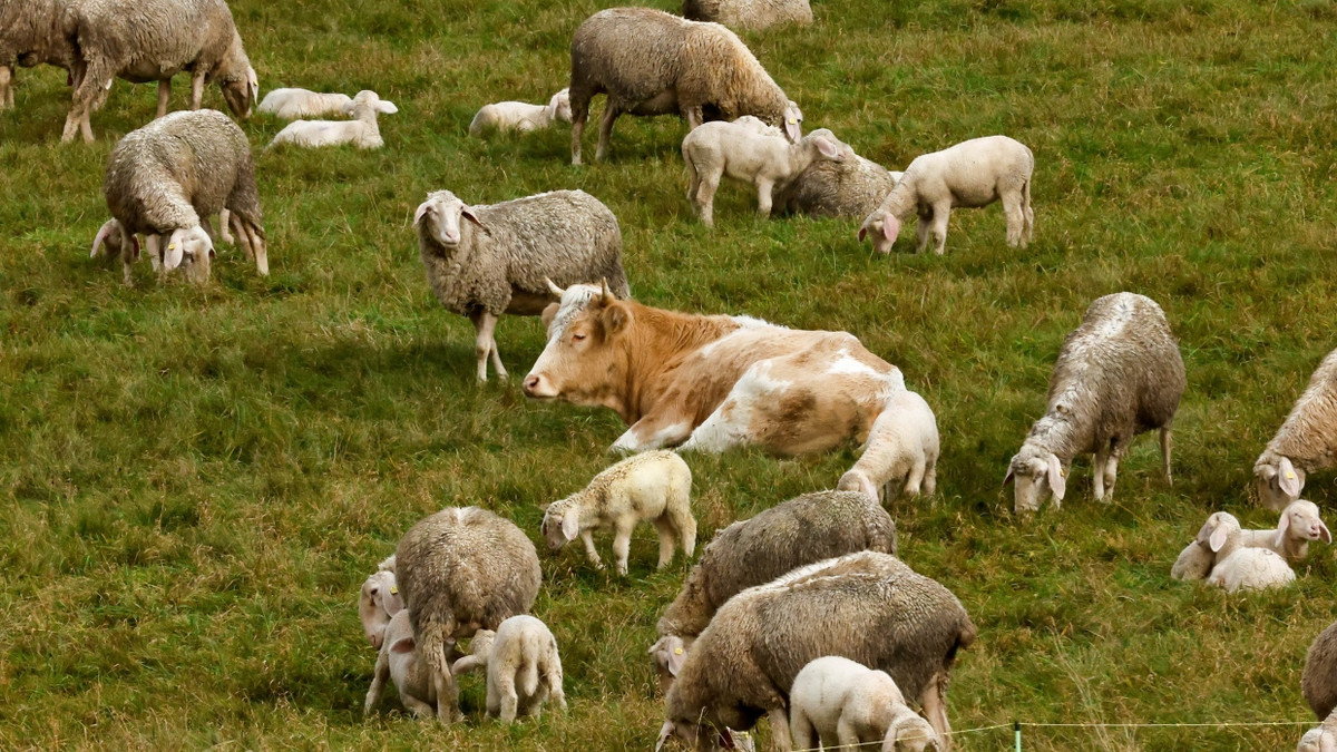 Auf dem Weg zum Schlachthof: Kuh flieht vor dem Schlachter und schließt sich einer Schafherde an