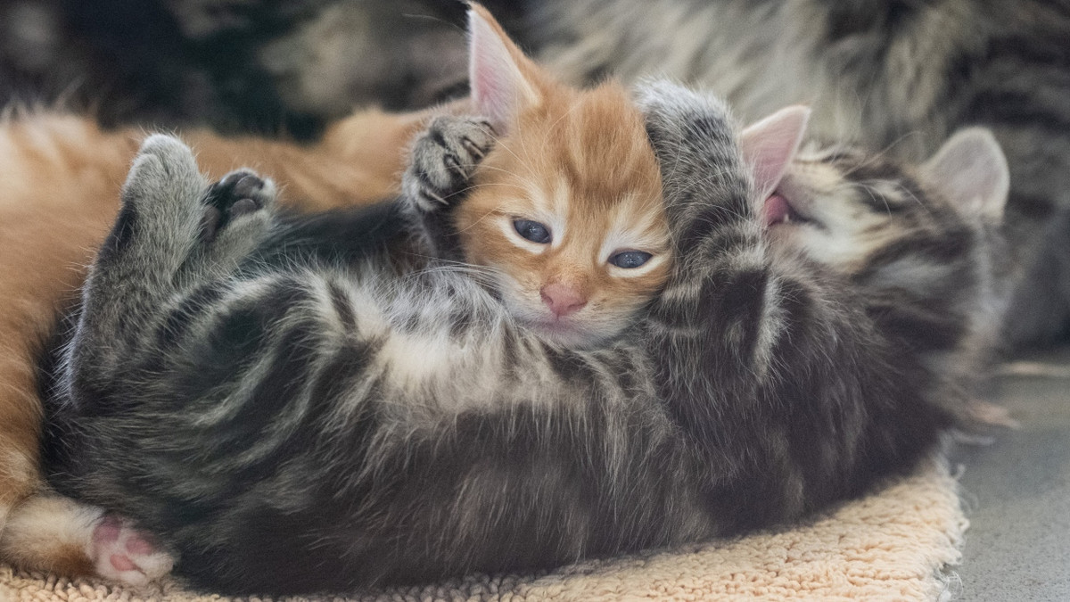 Kolumne „Mein Urteil“: Kann das Löschen von Katzenfotos zur fristlosen Kündigung führen? Kolumne „Mein Urteil“: Kann das Löschen von Katzenfotos zur fristlosen Kündigung führen?