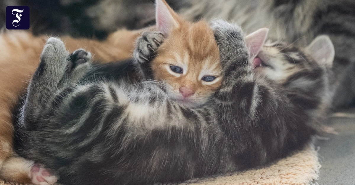 Kolumne-Mein-Urteil-Kann-das-L-schen-von-Katzenfotos-zur-fristlosen-K-ndigung-f-hren-
