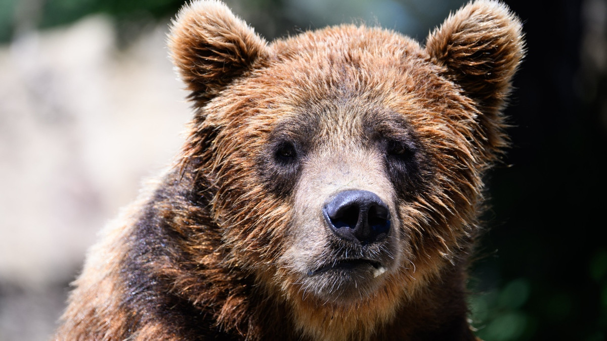 Ein Braunbär (Symbolfoto) - dpa