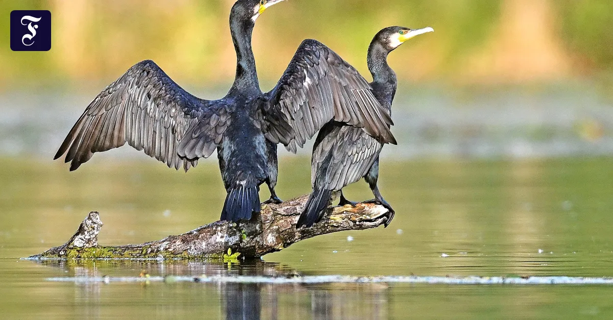 Cormorant hunting: Environmental groups oppose shooting in Hesse
