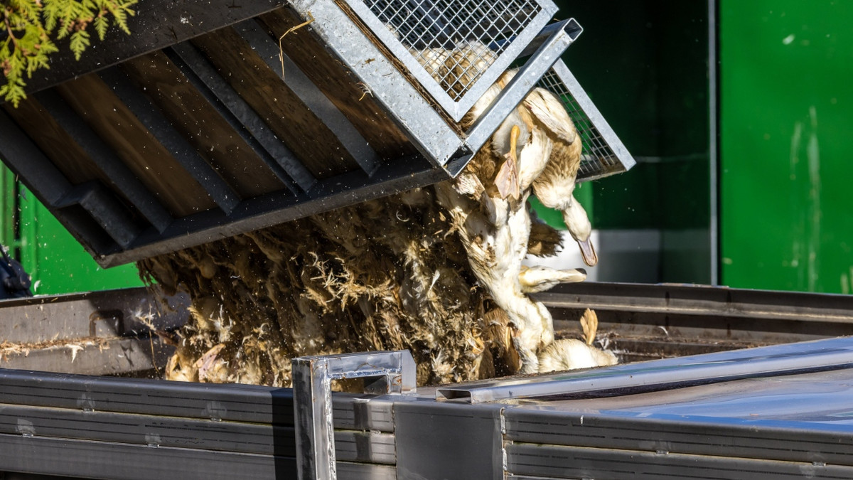 In Neuhardenberg, Brandenburg: Gekeulte Enten in einer von Geflügelpest befallenen Anlage - dpa