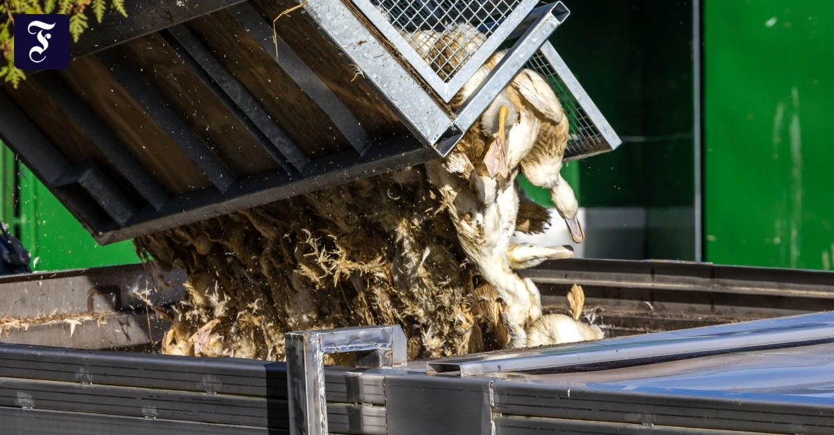 Millionenschaden: Vogelgrippe breitet sich rasant aus – 400.000 Tiere gekeult