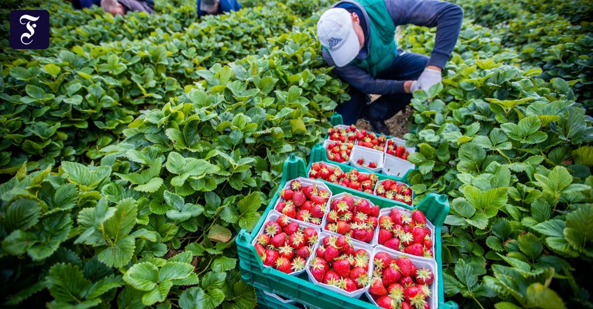 Schwarz-rote Sozialpolitik: Irritierende Mindestlohnpolitik