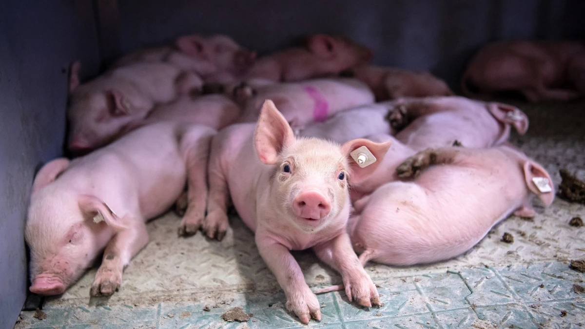 Ferkel in einem Stall in Niedersachsen: Verbesserungen in der Nutztierhaltung sind notwendig, noch fehlt dafür aber ein schlüssiges politisches Konzept. - dpa