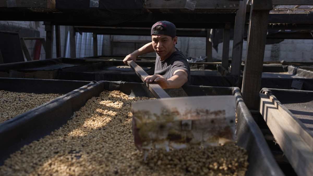 Ein Mitarbeiter trocknet Kaffeebohnen eines Herstellers in Guatemala. - dpa
