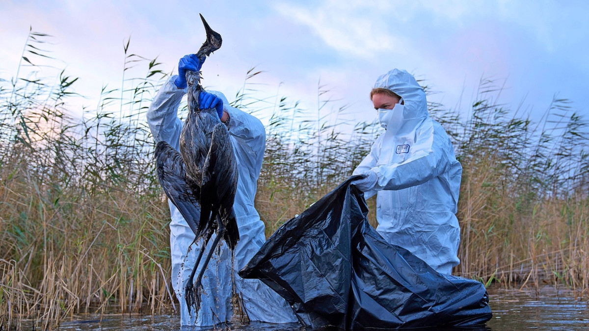 Virus gefährdet Geflügel: Welche Folgen die Vogelgrippe für Bauern und Verbraucher hat