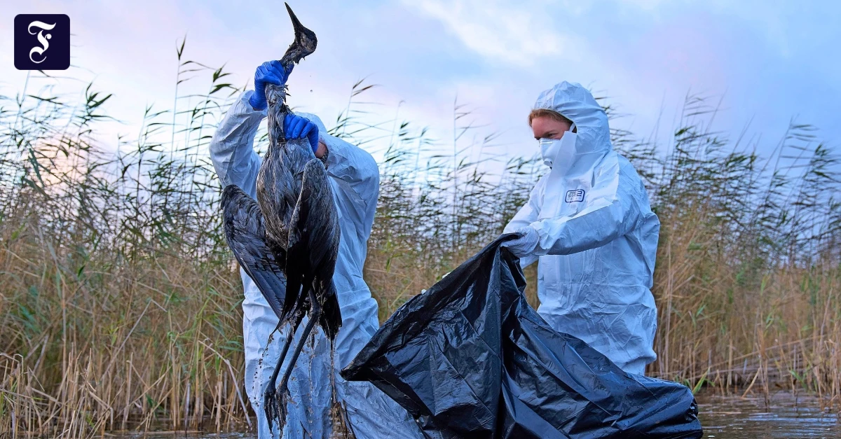 Virus gefährdet Geflügel: Welche Folgen die Vogelgrippe für Bauern und Verbraucher hat