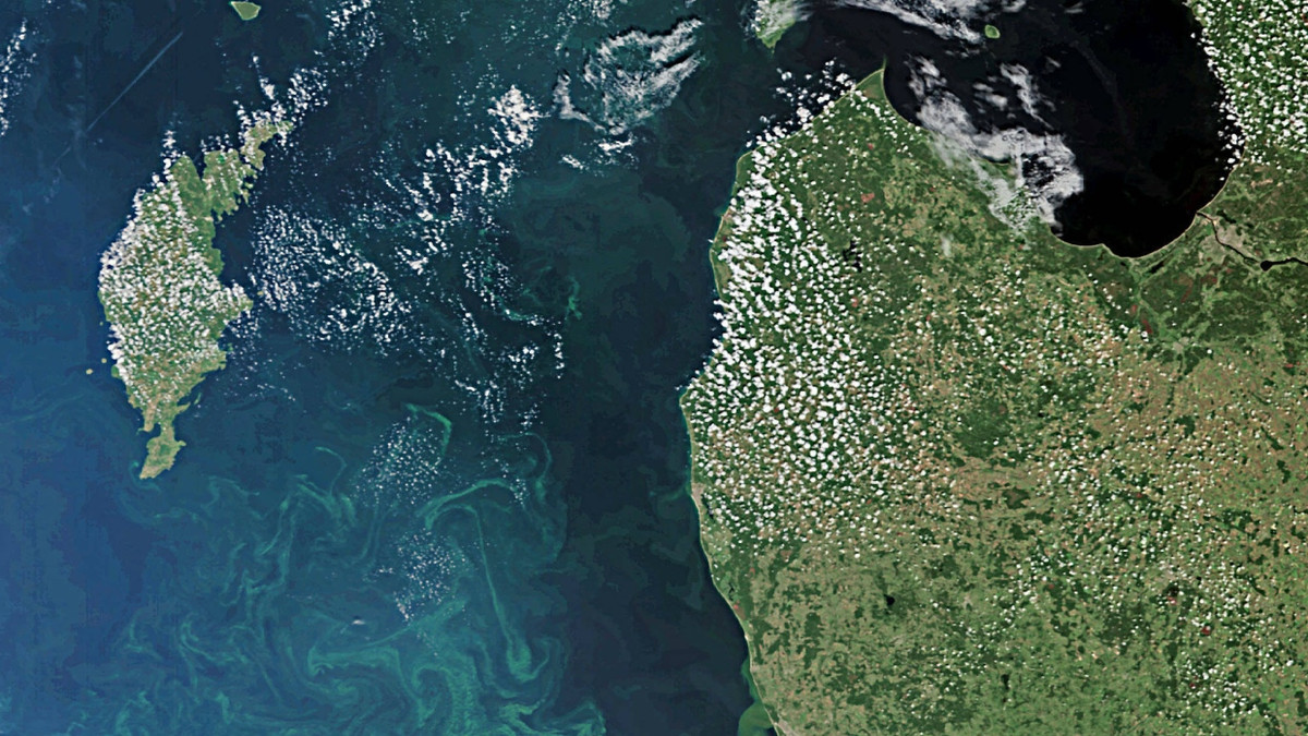 Algenblüte in der Ostsee vom Danziger Becken bis Kaliningrad und Litauen. - dpa