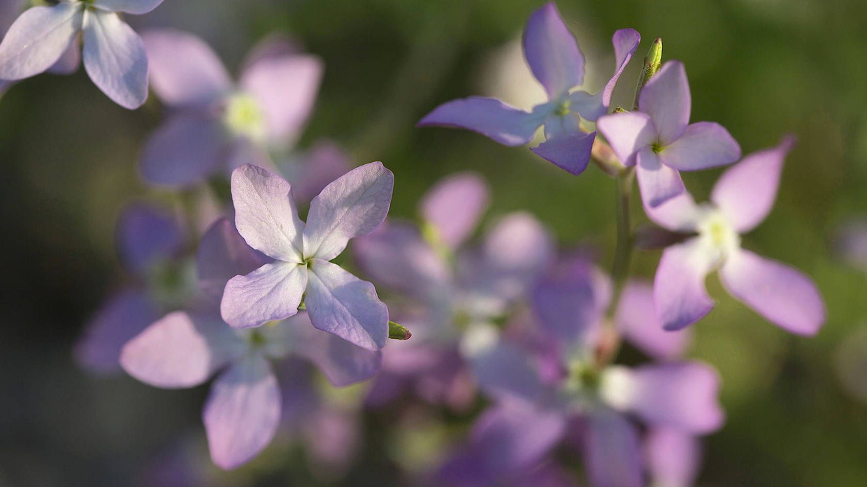 Abendlevkoje Samen – Duftende Blüten Für Beet & Balkon, Einfach Anzubauen