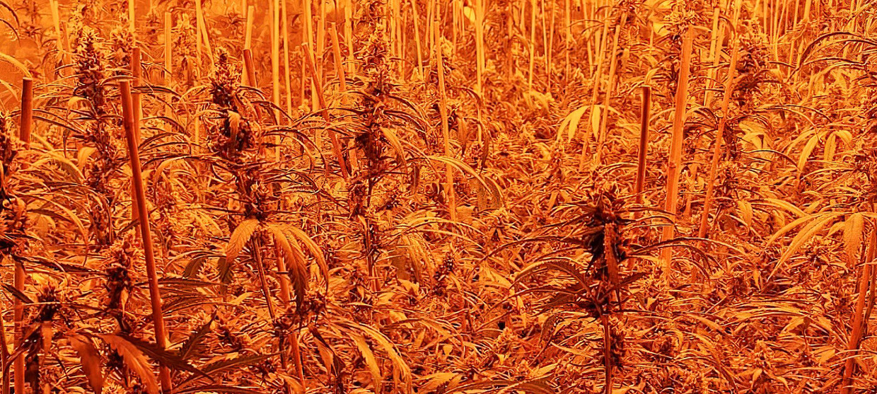 Frankfurter Plantage