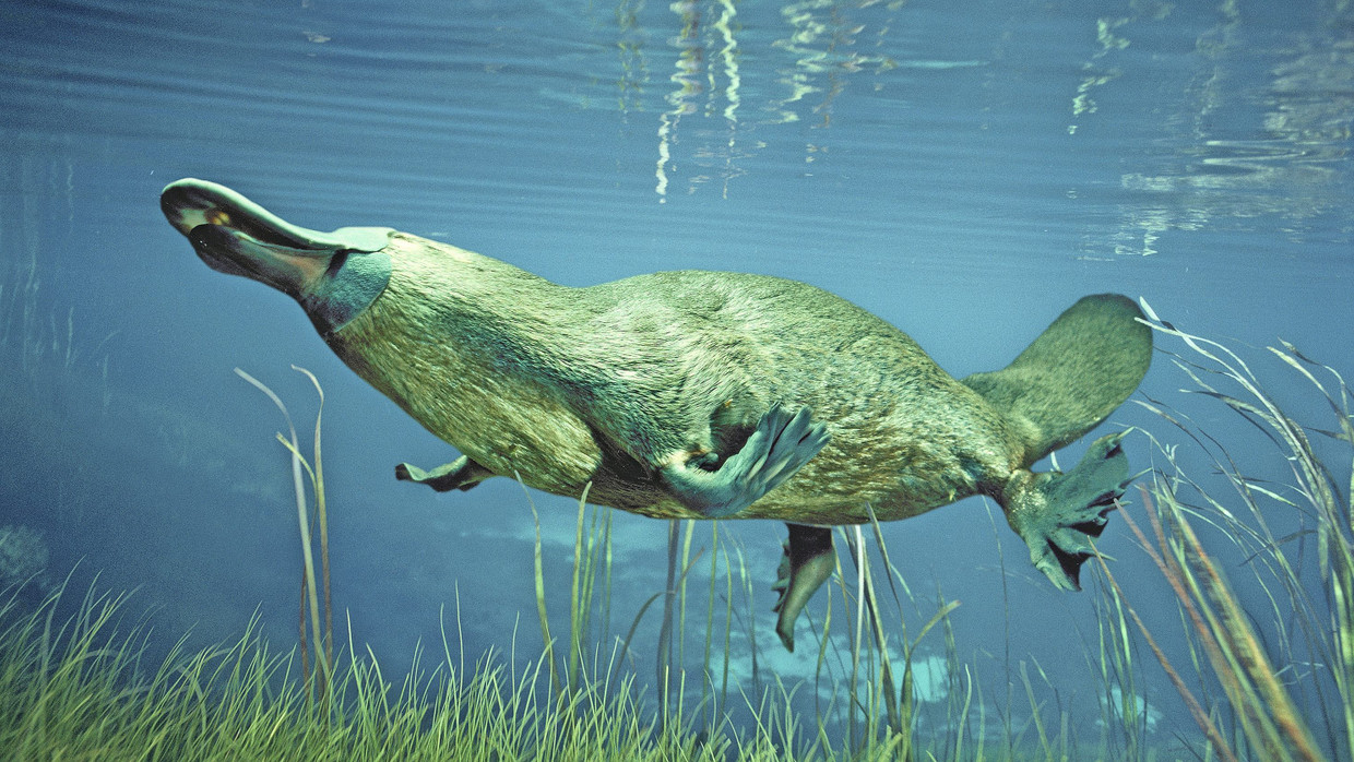 Ist Das Schnabeltier Ein Säugetier Schnabeltier: Das Säugetier gehört zu den bedrohten Arten