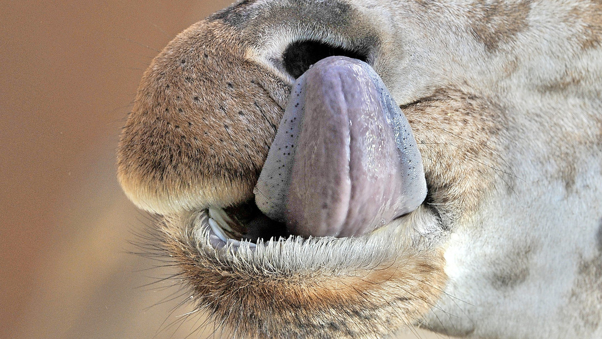 Wie Lang Ist Die Zunge Einer Giraffe www.faz.net