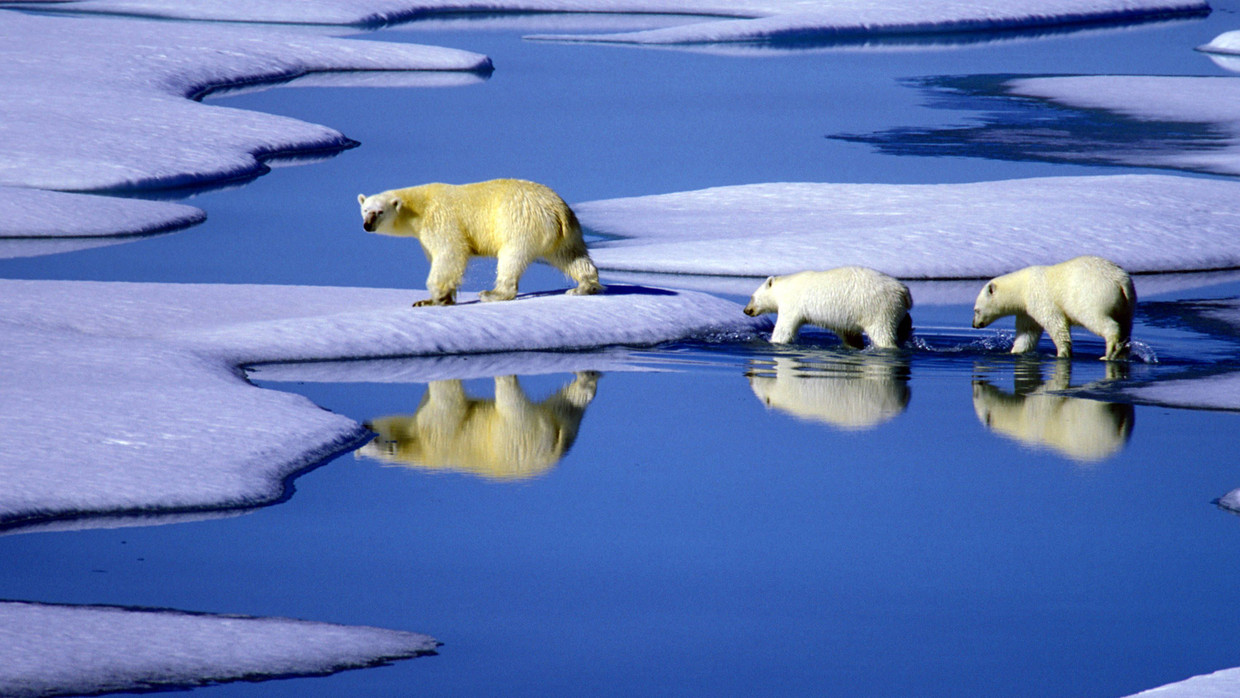 Auf schmelzendem Eis: Eisbären im Gebiet der Nordwest-Passage in Kanada Auf schmelzendem Eis: Eisbären im Gebiet der Nordwest-Passage in Kanada