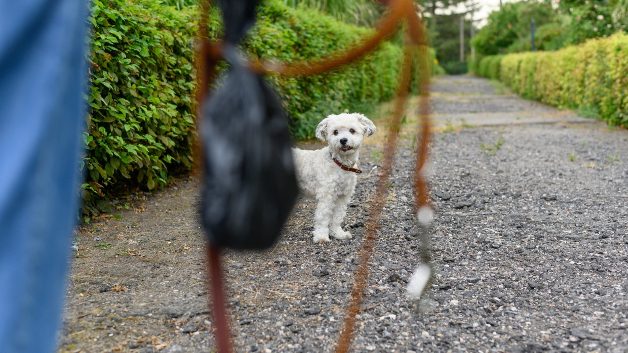 Jobcenter zahlt nicht für Hunde