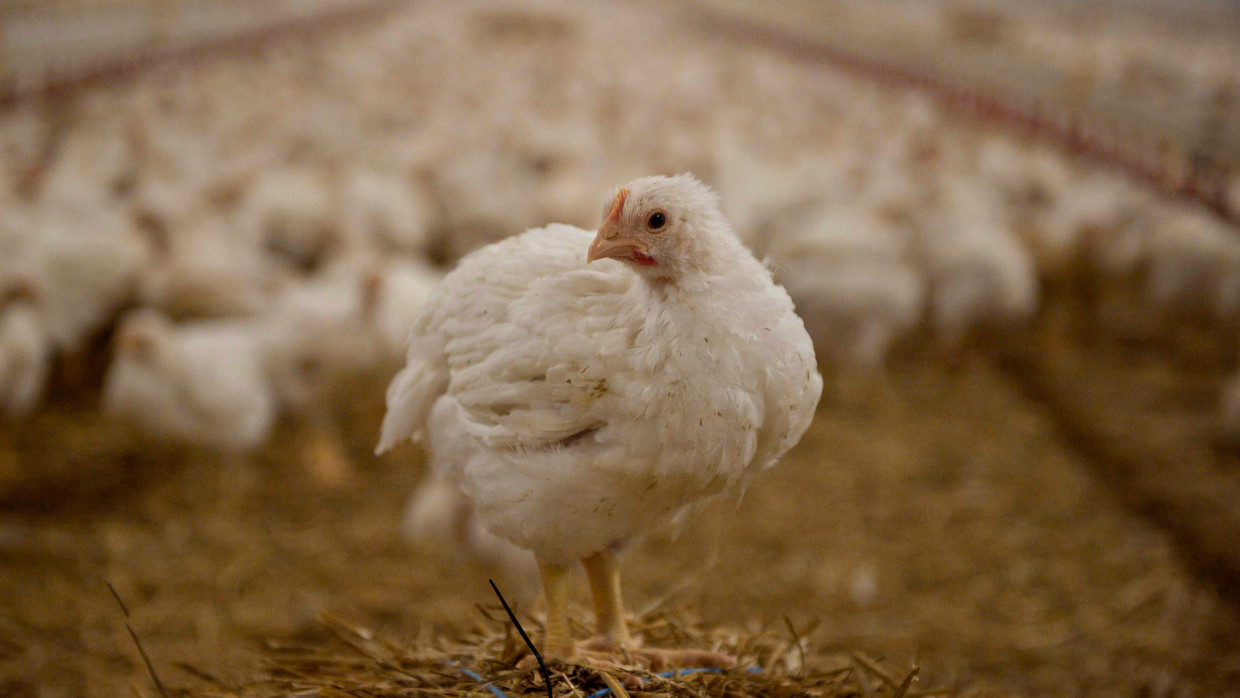 Das nackte Leben: ein Huhn im Elend der Massentierhaltung