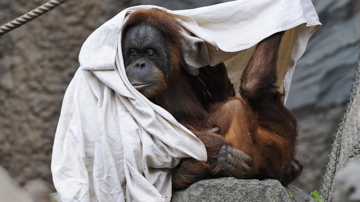 Orang-Utans spielen in Zoos gerne mit Decken.