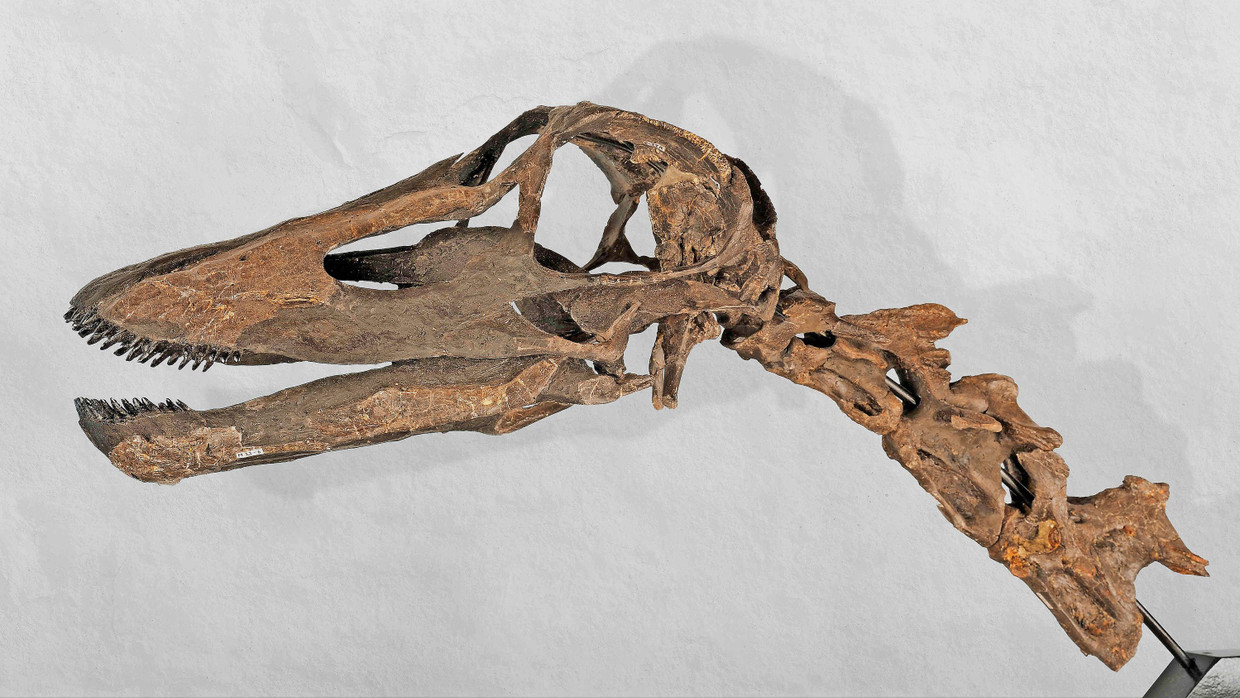 Fossil aus der Jura-Zeit: der Schädel eines Kaatedocus siberi