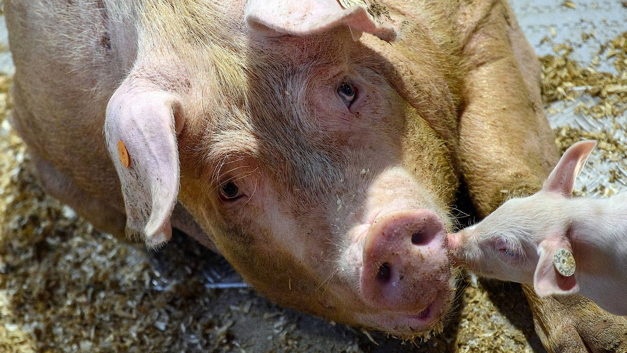 Auch in der Schweinemast kommen Antibiotika zum Einsatz.
