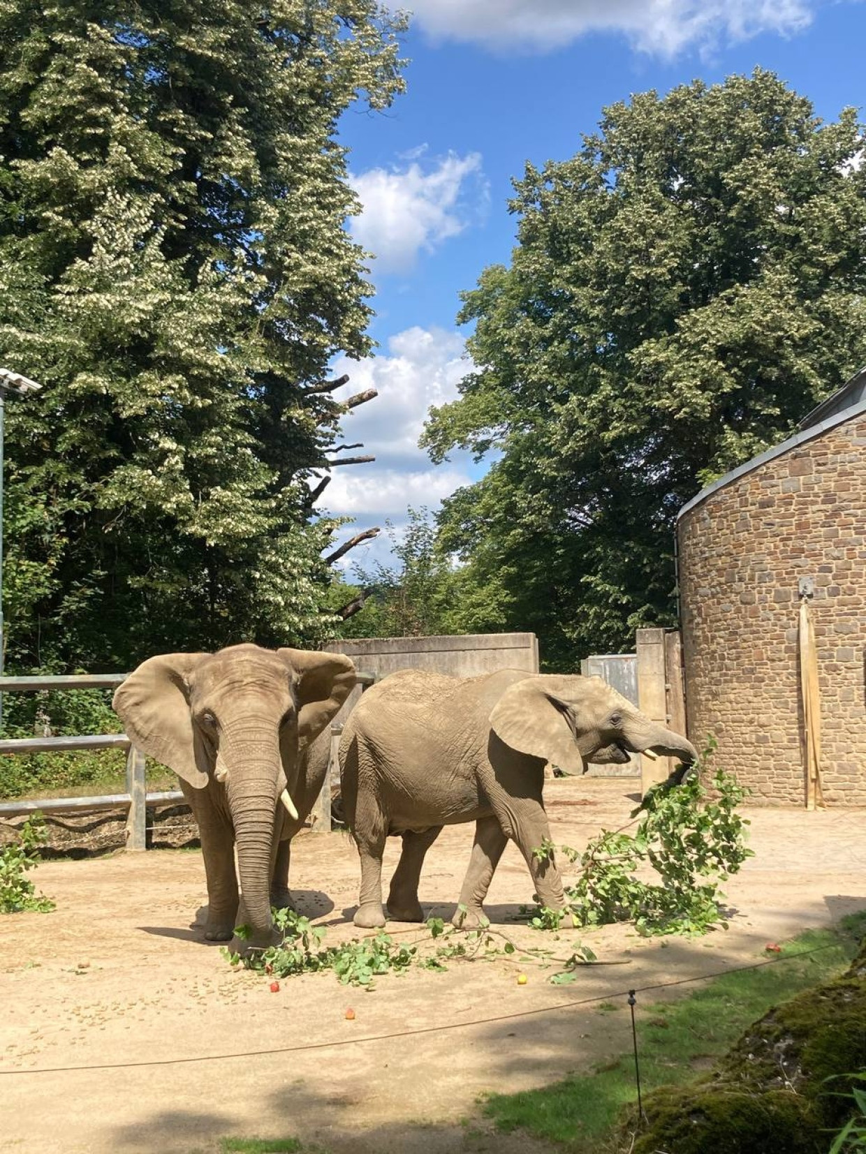 Die heutige Tuffi in ihrem Gehege im Wuppertaler Zoo, links neben ihr ein Herdenmitglied.