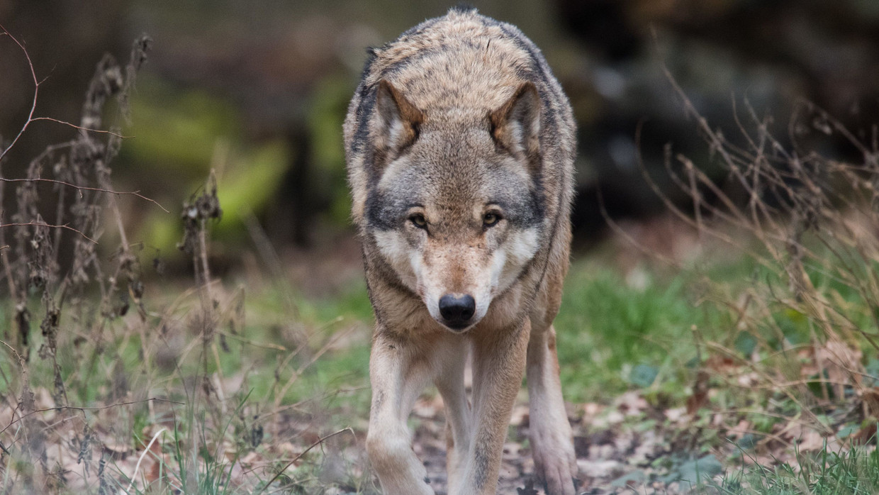 Reizthema: Ein Wolf streift durch das Wisentgehege in Niedersachsen